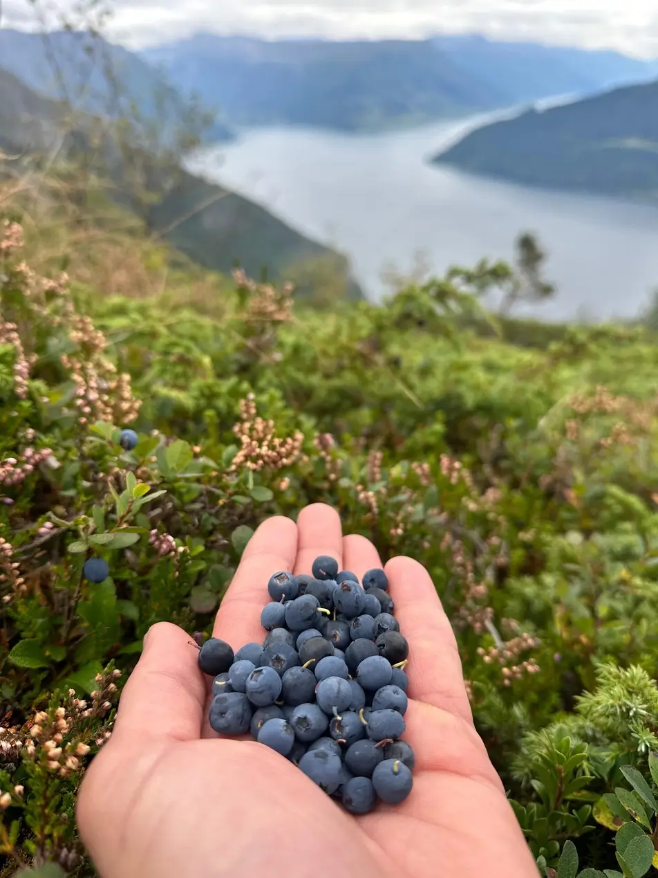 Bosbes in de hand tijdens Fjord Mountain Bike Tour in Noorwegen